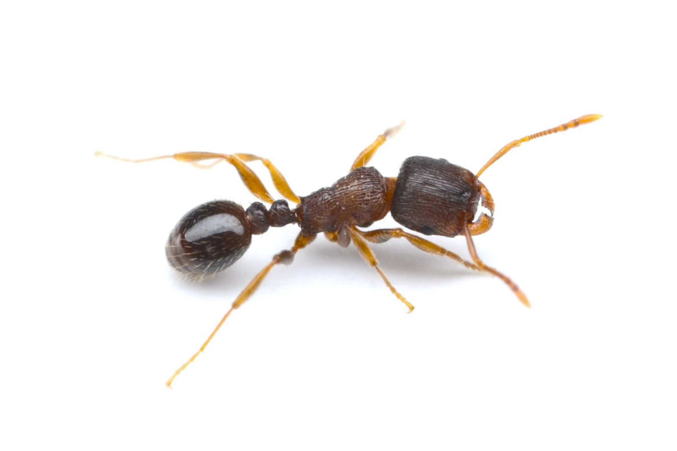 Pavement Ants
