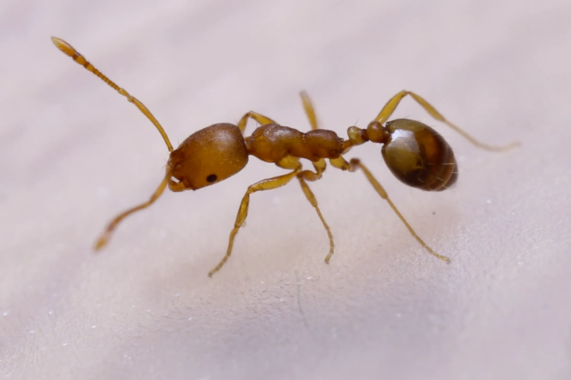 Pharaoh Ants