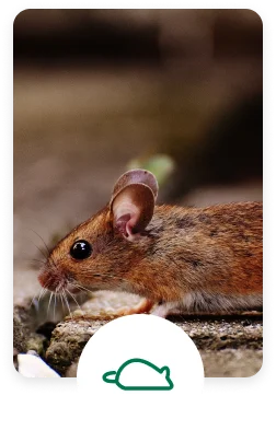 Rodent control services
