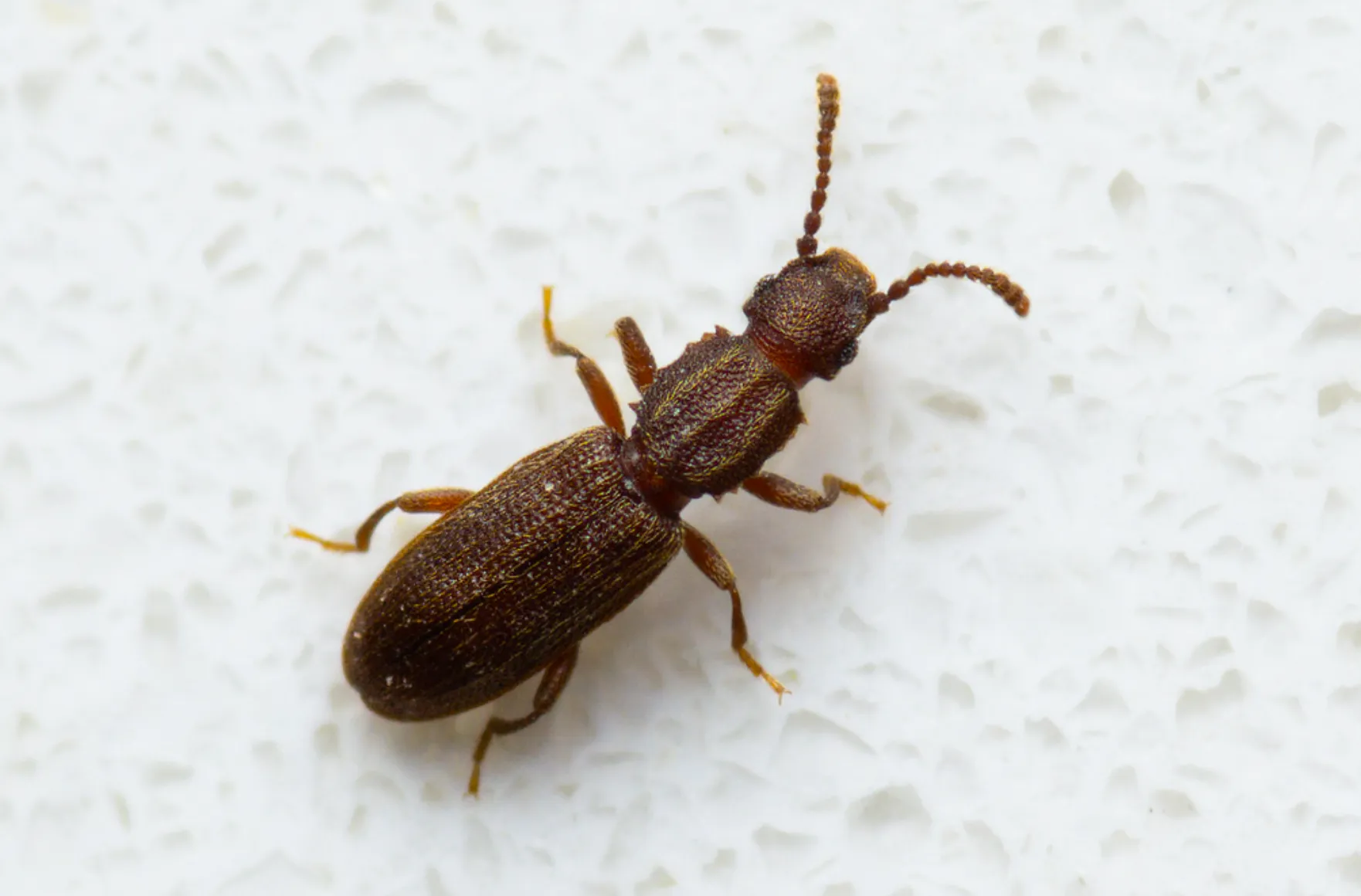 Sawtoothed Grain Beetles