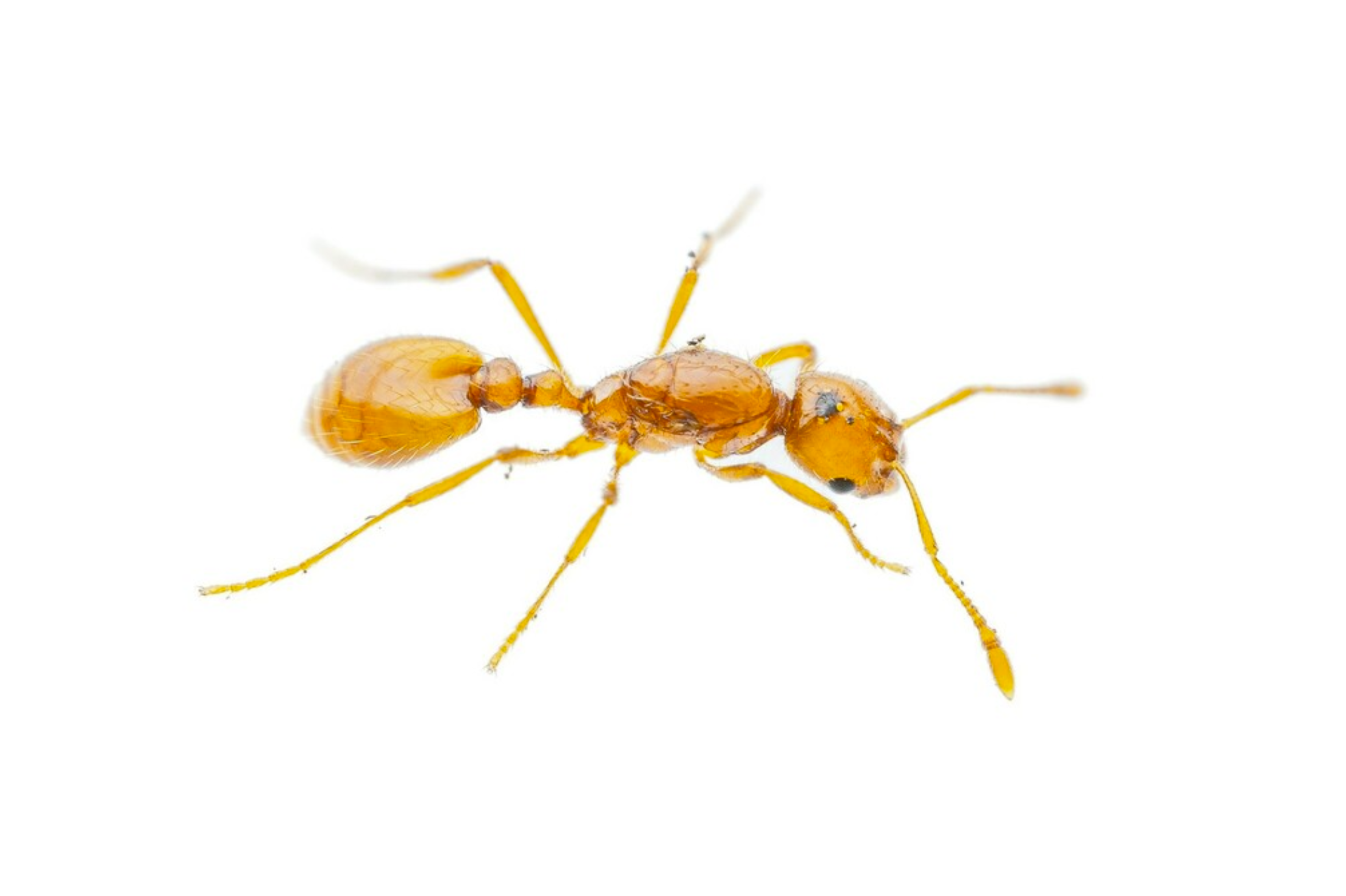 Thief Ants