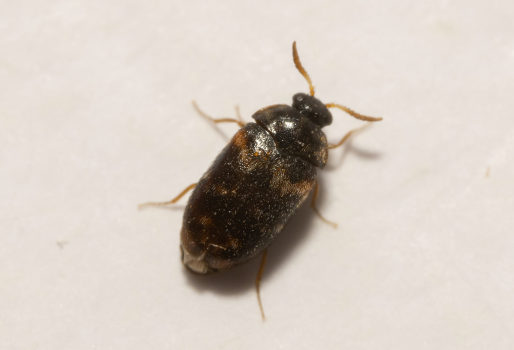 Warehouse Beetles