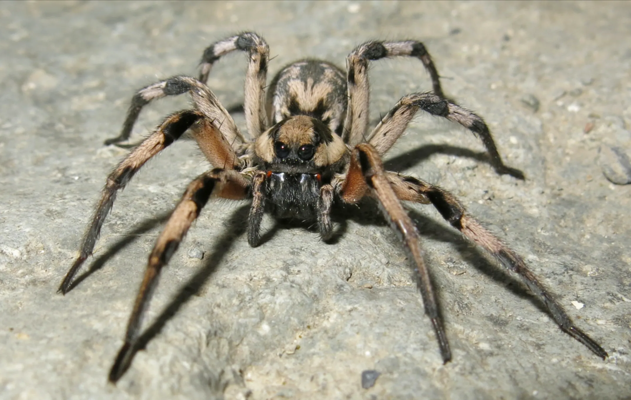 Wolf Spider