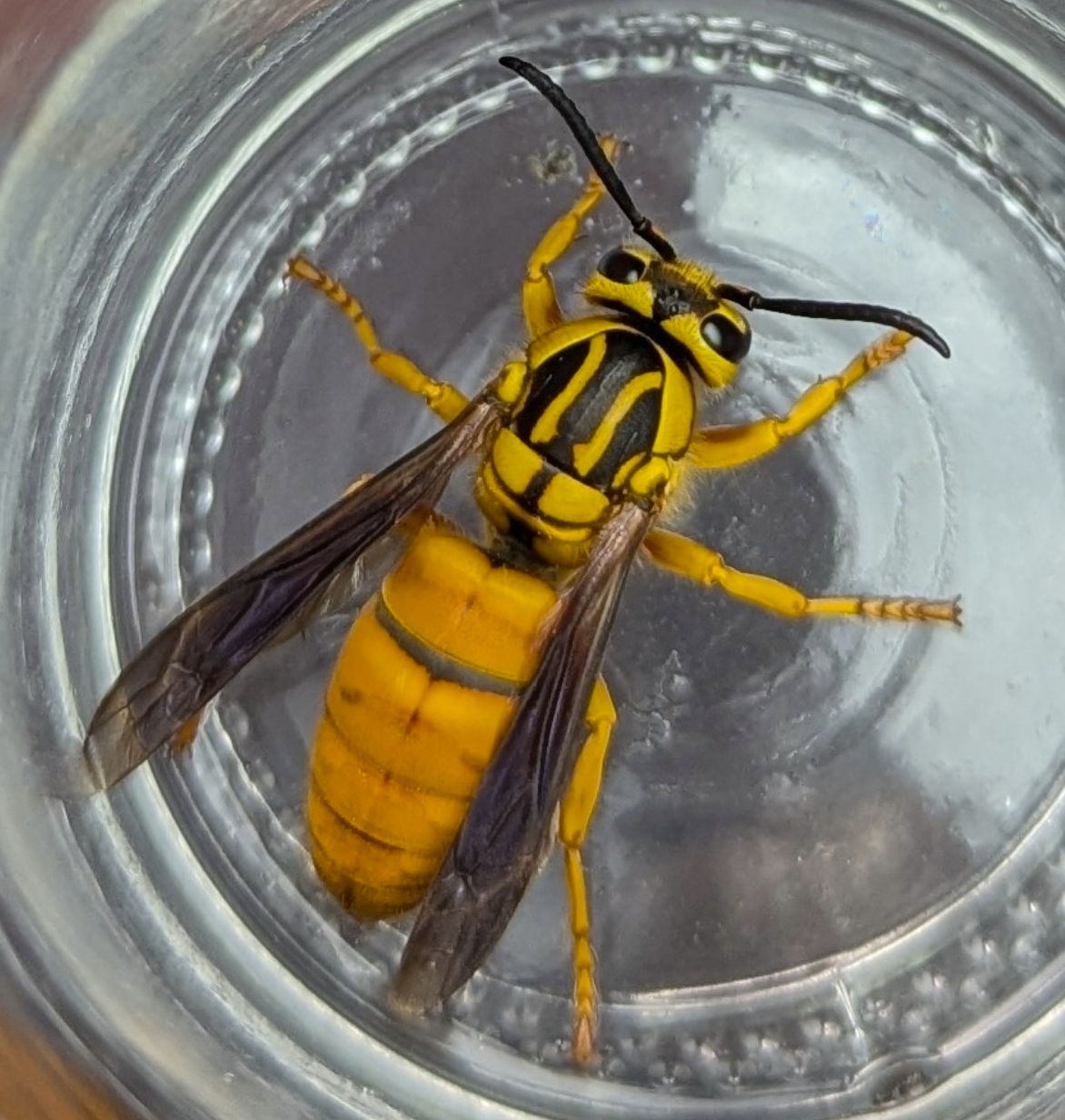 Yellow Jacket