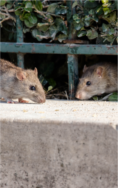 rats, rodents, pests, wildlife