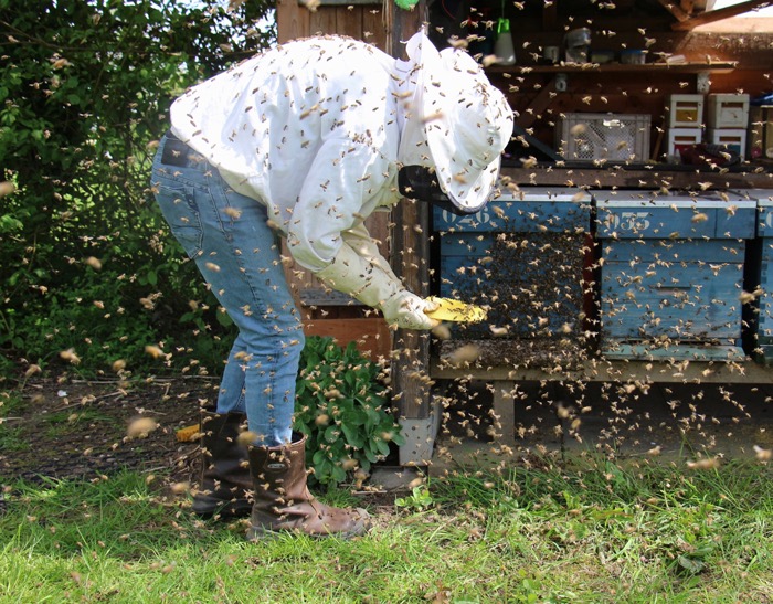 bee-removal3
