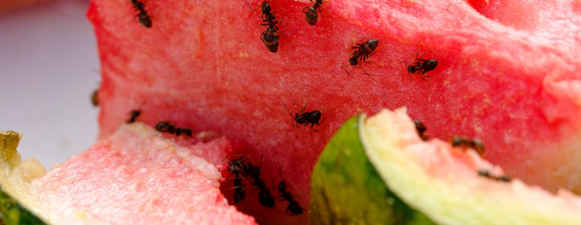 ants on melon