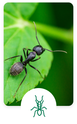 ant on a leaf