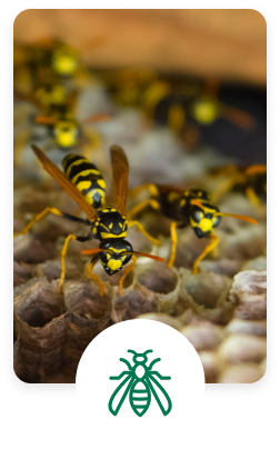 wasps