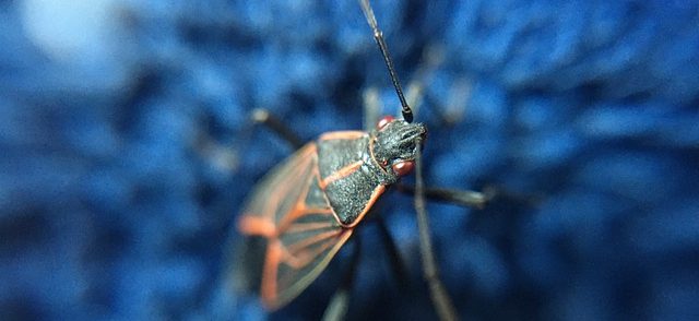 boxelder-bug-1-e1662575932322