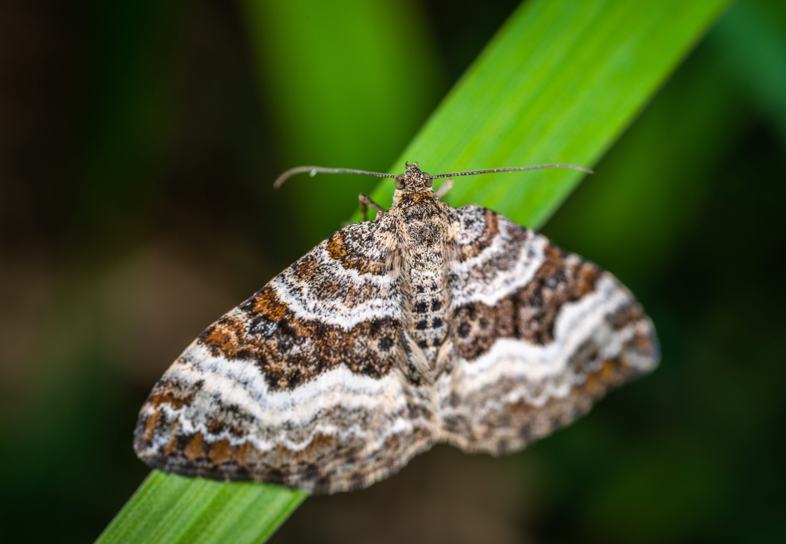 What to do when you find pantry moths - Insight Pest Control