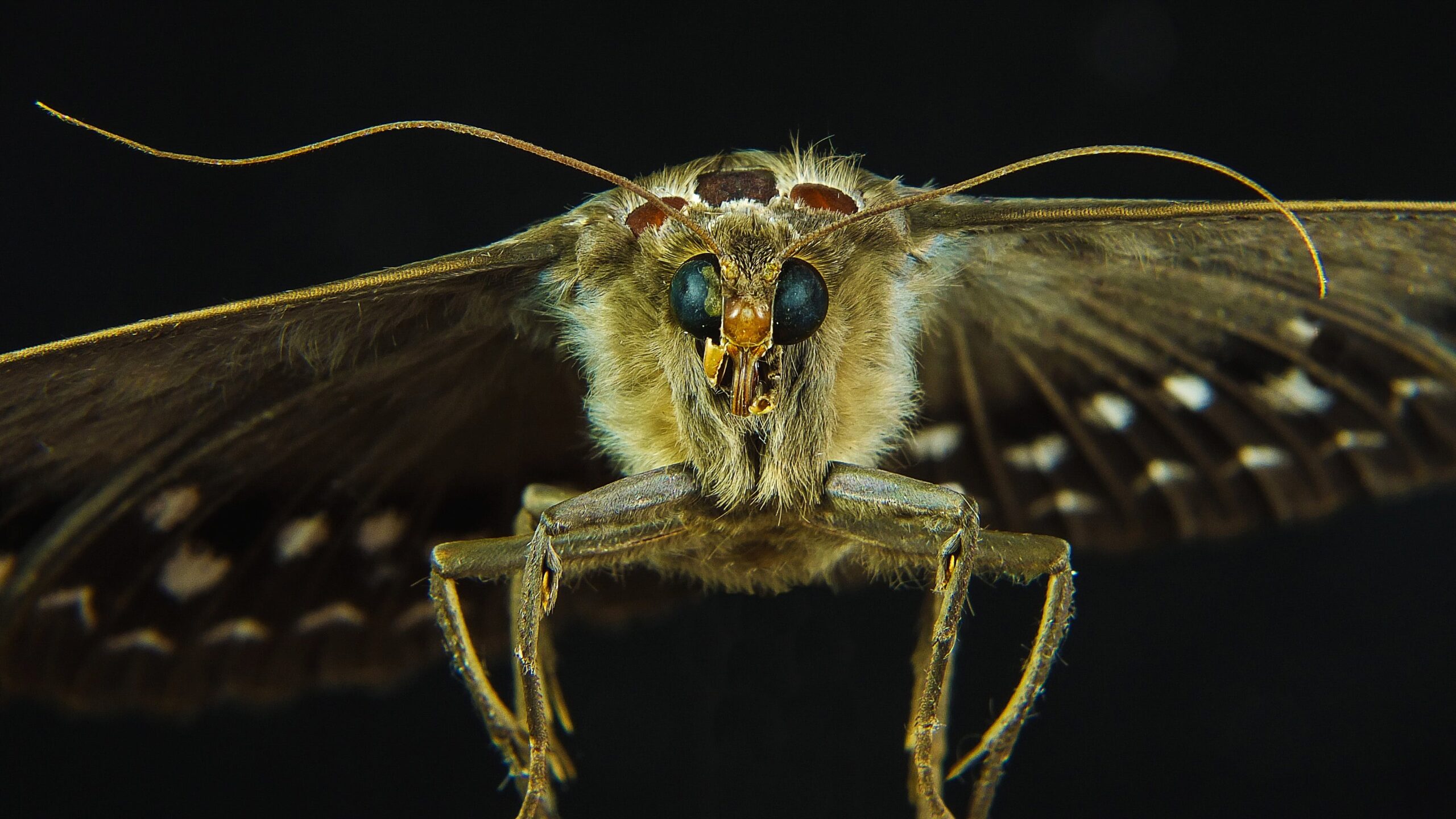 What to do when you find pantry moths - Insight Pest Control